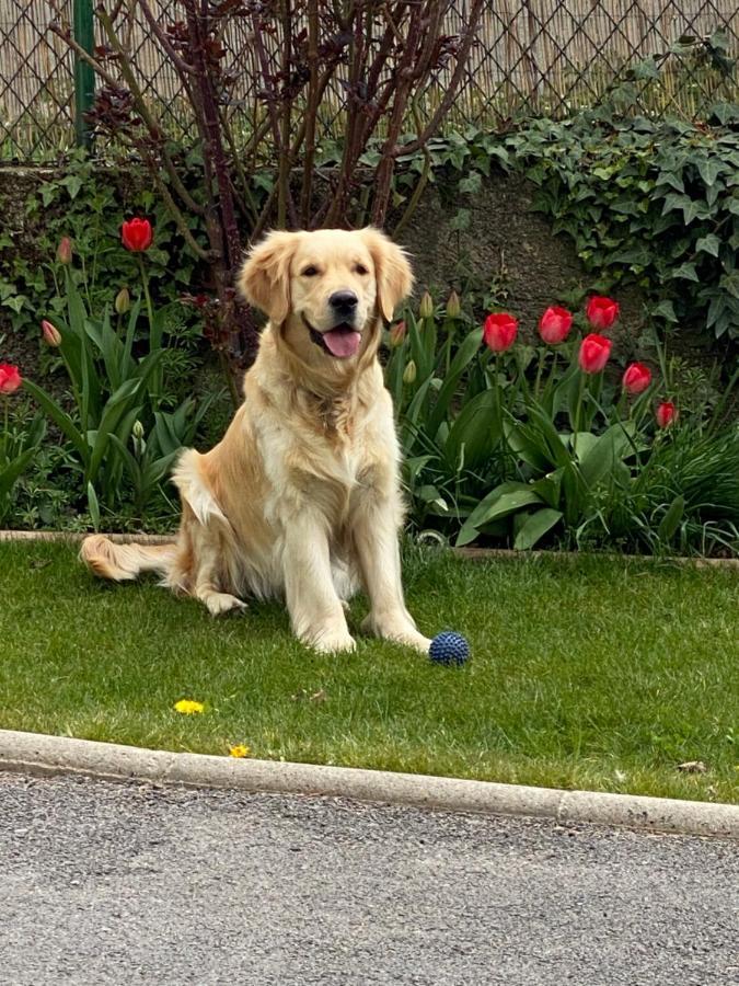 Chez Helene 3 Etoiles, Labellise Disabled Pmr,pour 4 Personnes Chiens Bienvenus-pet Friendly Bourg-Madame